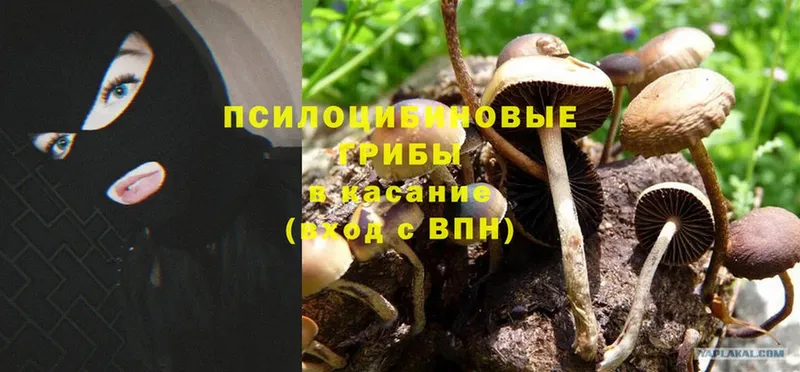 Псилоцибиновые грибы MAGIC MUSHROOMS Мыски