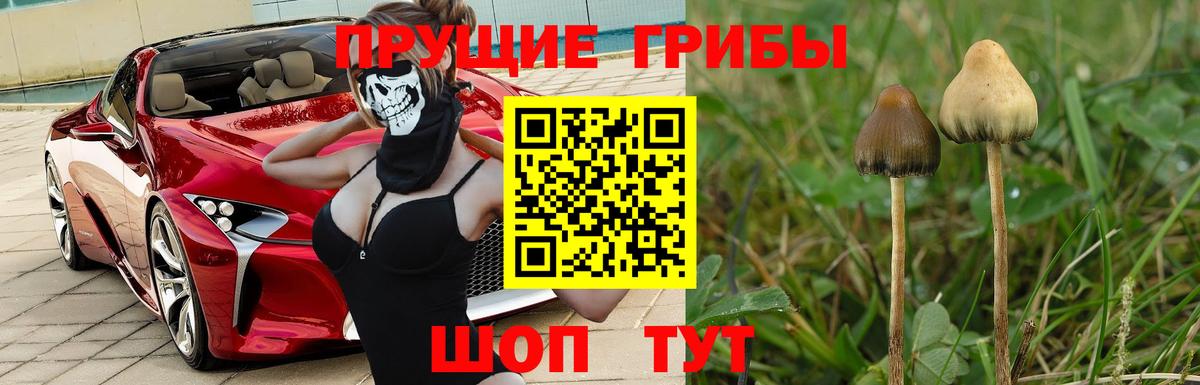 купить   Галлюциногенные грибы Psilocybine cubensis  Мыски  Галлюциногенные грибы мицелий 